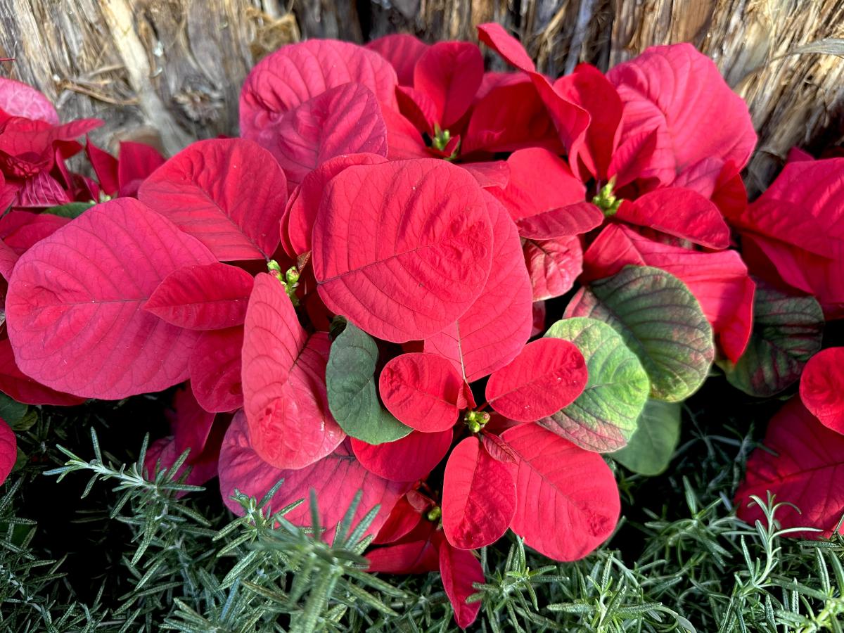 Poinsettias flourish at U.S. Botanic Garden